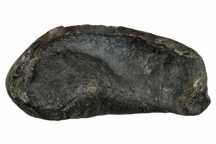 Large Fossil Whale Ear Bone - South Carolina #340176